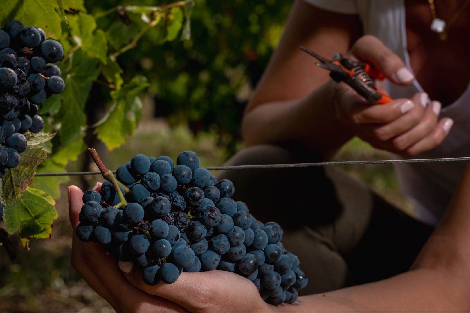 clipping wine grapes